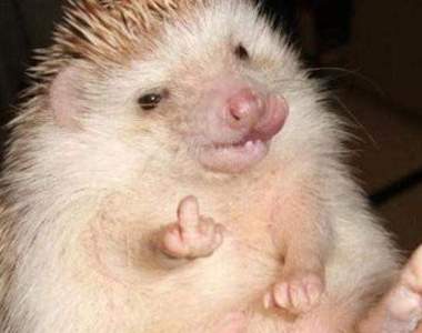 《漂亮髒話賀卡》？！這樣收到的人會開心嗎？！