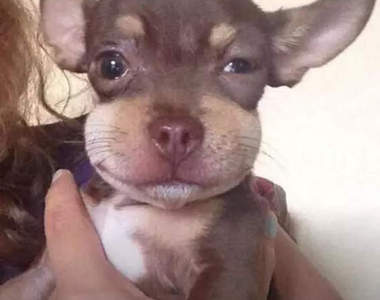 《狗狗的腫嘴巴》很令人心疼但是又覺得好笑啊XD (壞)