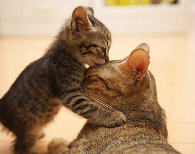 萌萌《喵星人的親親》狗也好馬也好就是不要親...=3=