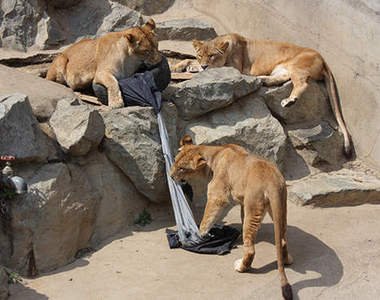 《ZOO JEANS》被動物園猛獸蹂躪過的牛仔褲還能穿嗎?