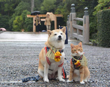 《柴犬與花貓》這麼噴鼻血的組合太犯規了