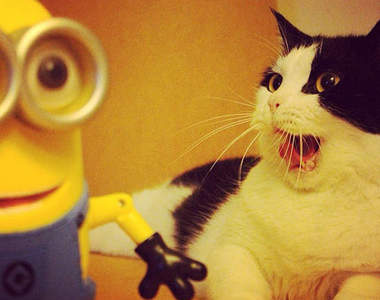 《小小兵與貓咪的大冒險》這樣的互動太萌啦~已融化～