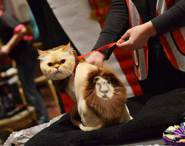 瘋狂的《貓狗造型比賽》哇嗚..這些造型真的是很特別呢..