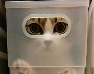 貓咪也愛百圓商店♥便宜好用的商品在貓界也是大人氣ww