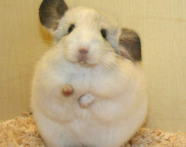 胖胖龍貓《絨毛絲鼠》模仿人類樣子超激萌