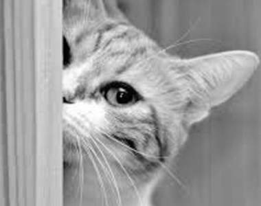 馬來西亞《都市傳傳說》人家說好奇心可以殺死一隻貓是有原因的