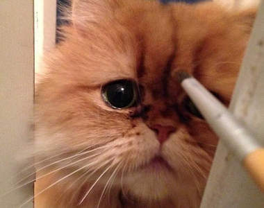 《無辜哭臉貓》看你看的我眉頭都皺起來了(o_o)