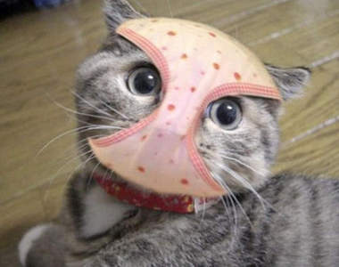 《貓的惡作劇》這小惡魔太可惡♥