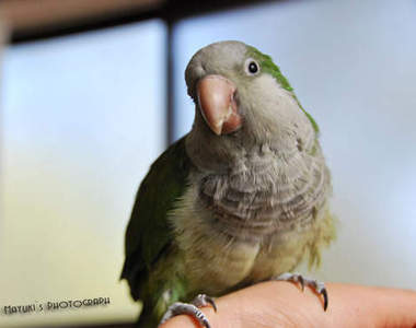 《在手上的鸚鵡》我都好怕牠們飛走喔