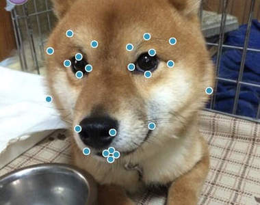 《寵物的妝前妝後》美容app用在毛孩子臉上的結果www