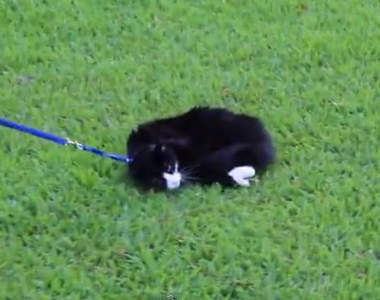 《拒絕當狗的貓》想牽我散步門都沒有