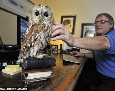 敲勾椎《黏人貓頭鷹》只想在家哪裡都不想去