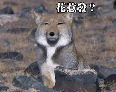 狐狸界憂鬱小生《藏狐》不能笑沒禮貌!人家天生就長這樣(眼神死)
