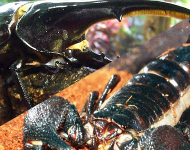 長戟大兜蟲 VS 帝王蠍　世界最強蟲王決定戰