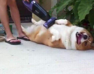 《吸塵器PLAY》喜歡被超強吸力嚕嚕的動物們　