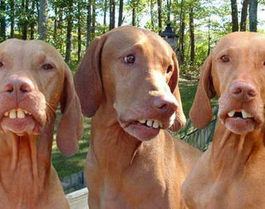 18張《預料外的搞笑動圖》5秒內不笑出來就算你贏了