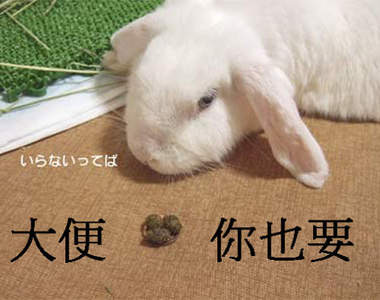 DIY《兔子大便耳環》這才是真正大便飾品