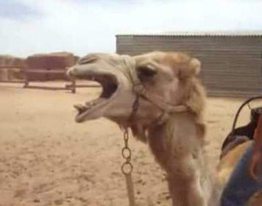 《非人聲死亡金屬音樂》動物都比人還要會唱（吼）