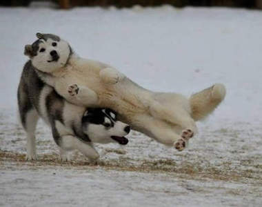 超蠢《23隻笨蛋動物》傻傻的樣子非常好笑呀www