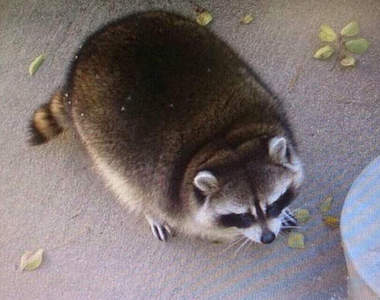 超渾圓《浣熊》發現 原來不是相機的問題啊wwww