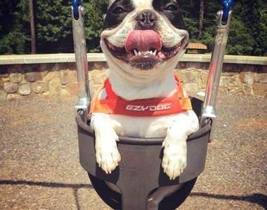 鞦韆鬥牛犬  盪來盪去甩甩舌頭好蘇糊