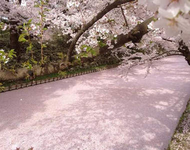 日本最美《櫻花海》弘前城的櫻花美景 錯過今年只好再等10年...