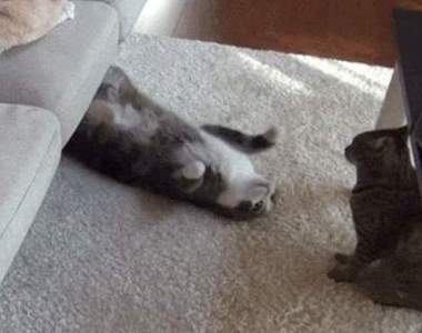 丸子貓まる 有新同伴花花後更萌了~