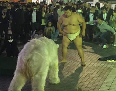 日本街頭《北極熊騷動》續篇 這次竟然是跟力士相撲!?