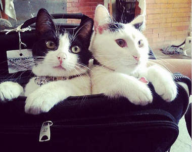 《貓奴才懂的事》收行李是一件很困難的事