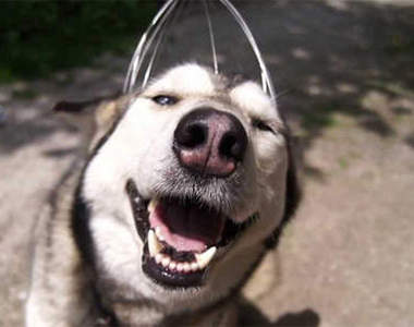 《頭部按摩器與哈士奇》呼呼呼好蘇胡喔 ♥