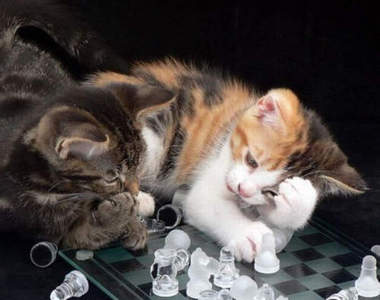 《桌遊模擬》玩不爽可以丟棋子的益智遊戲看過沒?