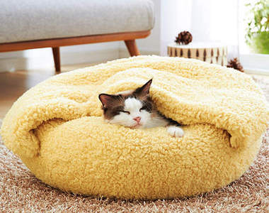 暖呼呼《寵壞貓咪的床》連狗狗也無力抵抗惹（軟）