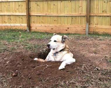 《在院子尋寶》你絕對不知道後院裡可以找到什麼...