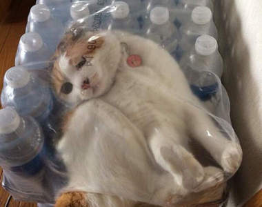 《寶特瓶貓》你以為你擠得進去我就不會發現嗎wwww