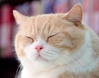 《香港尖東忌廉哥》網路紅貓名字超霸氣♥