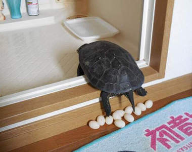 《寵物龜產卵記》到底為什麼你會卡在那裡生蛋咧ww