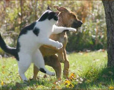 《貓咪戰鬥動圖》吃我的貓拳辣!!(巴)