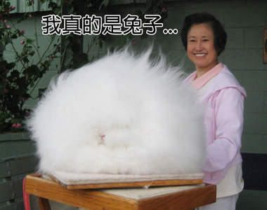 《動物們的帥髮型》這樣的毛到底怎麼長的....