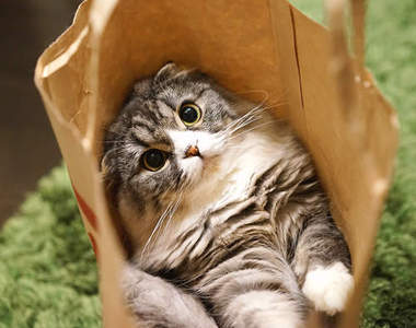 《超萌紙袋貓》不花錢買玩具也能滿足貓大爺❤