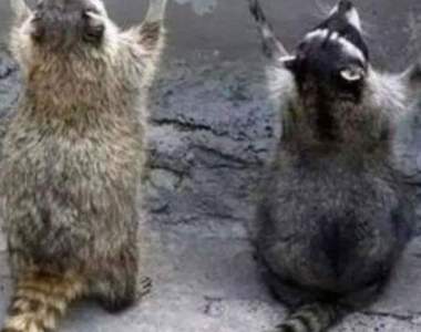 《浣熊颱風》浣熊們是在祈禱風雨變強嗎…？！