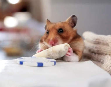 倉鼠狂嗑迷你墨西哥捲餅　坐在餐桌用餐超有禮貌搭(･ω･｀) 