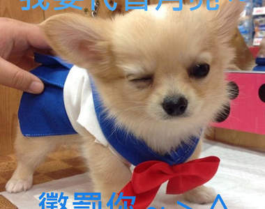 超可愛的《美少女戰士寵物裝》還是吉娃娃限定喔～