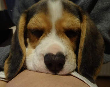 寵物的《愛心鼻》應該不是主人惡作劇畫上去的吧ww