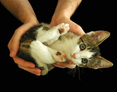 捧在手心中的《萌寶貝》動物們(〃∀〃)