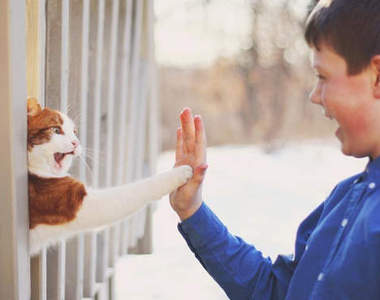 《貓咪擊掌動圖》快來給我一個五～(=´∀｀) 人 (´∀｀=)