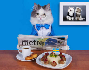 《小貓小狗穿新衣》連戰鬥民族的心都能融化~