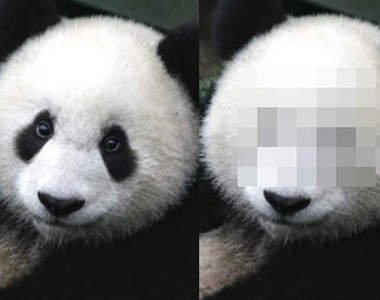 《貓熊卸妝》超衝擊畫面大公開(｡◕ˇдˇ​◕｡)