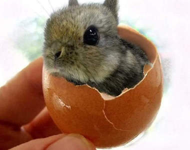 【萌死注意】兔子一見鍾情初體驗