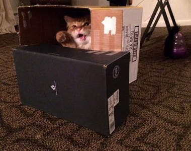 《25個貓咪基地寵壞你的貓》大家快收集紙箱動手做吧～