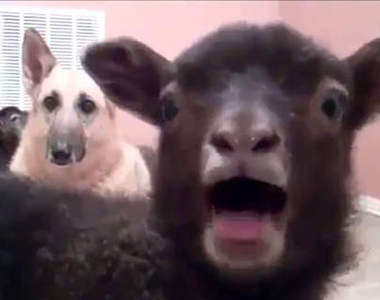 《山羊怎麼叫》精神汙染值破表注意　啊啊啊啊啊啊（尖叫）